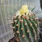 Preview: Copiapoa cinerea var. dealbata / longispina KK 609